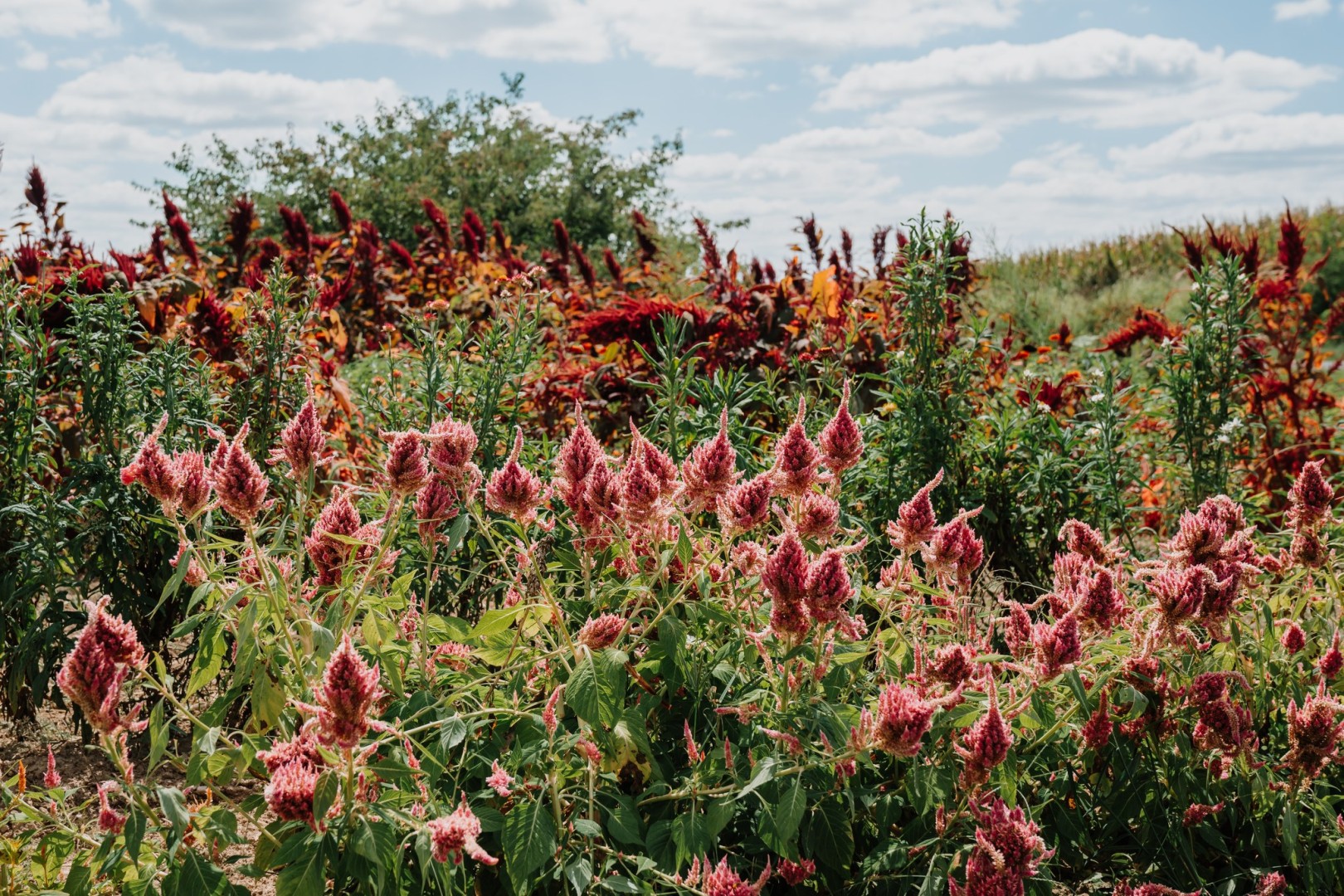 you pick at riverbend flower farm 15176 lageman rd godfrey