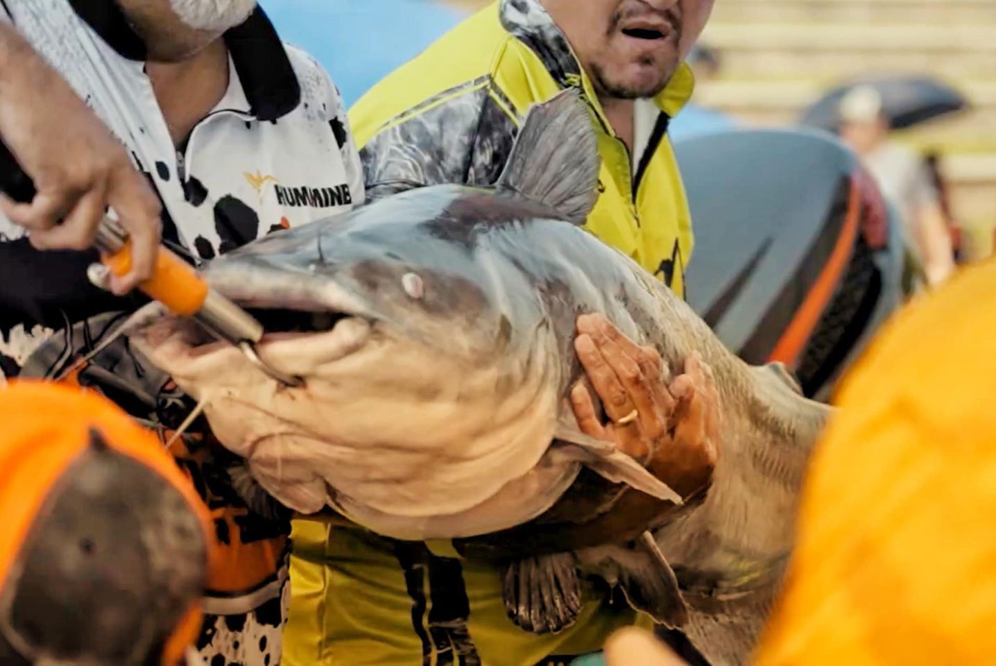 alton catfish classic landmarks blvd between piasa st amp henry st