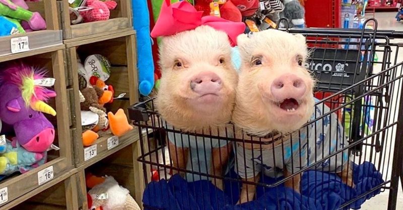 petco grafton